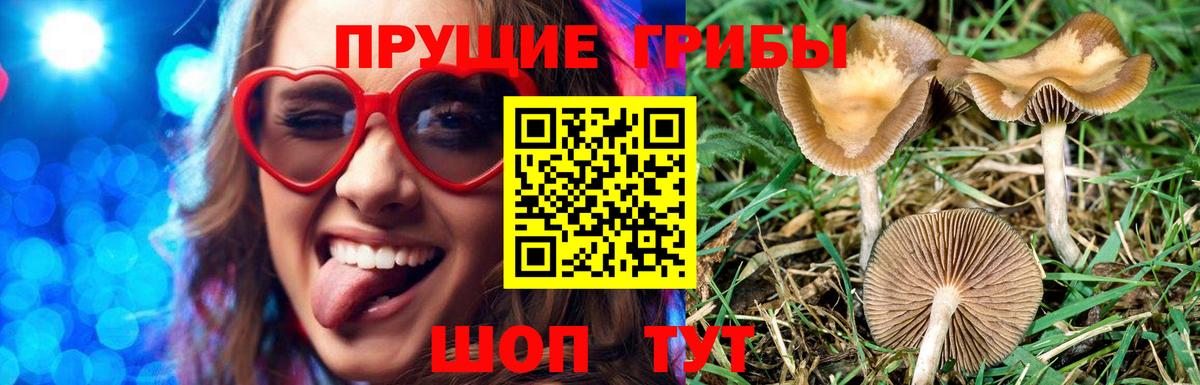 Псилоцибиновые грибы Psilocybine cubensis  Вход с VPN  Бор 